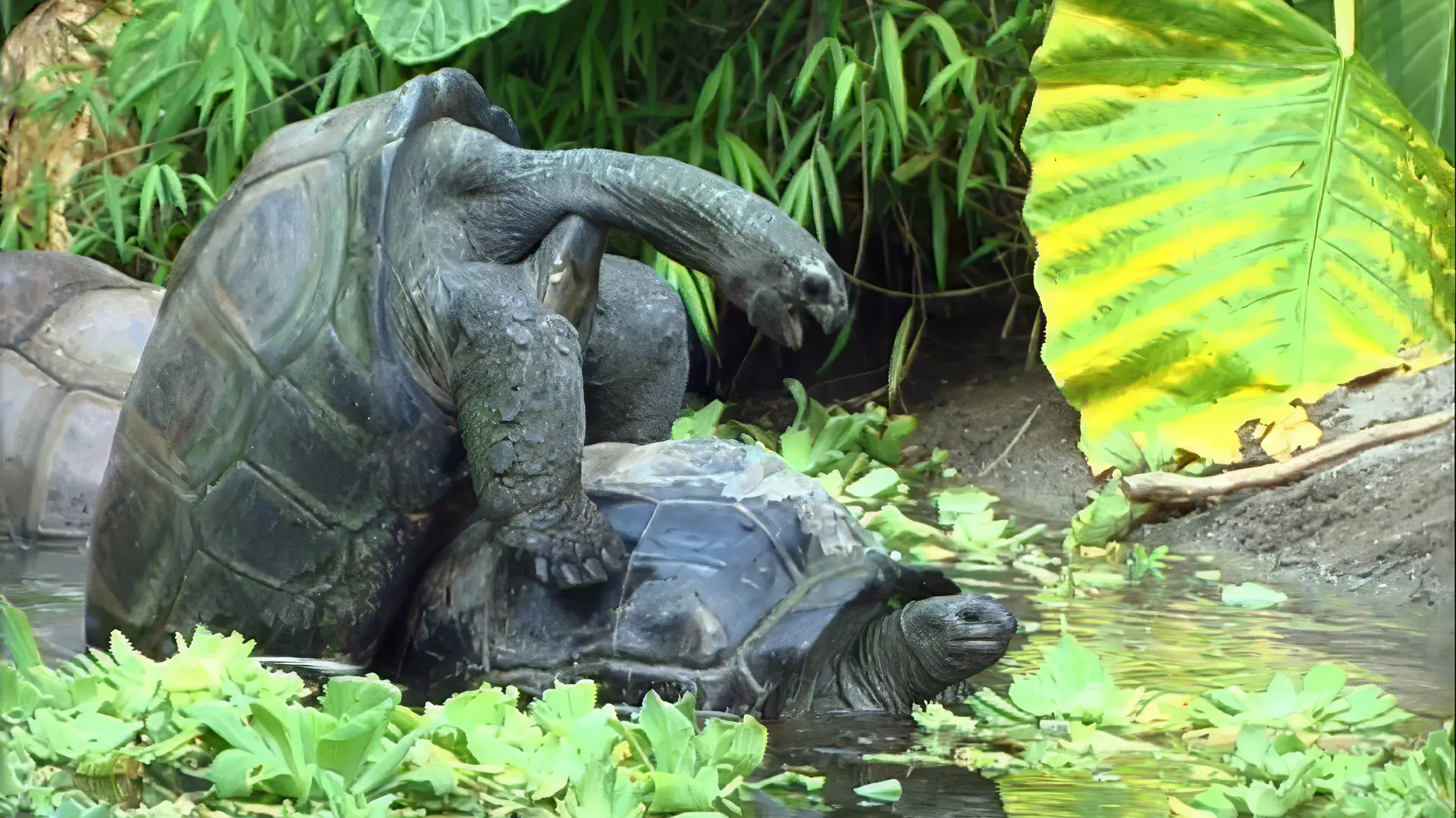 Déclic : Affaire de clic