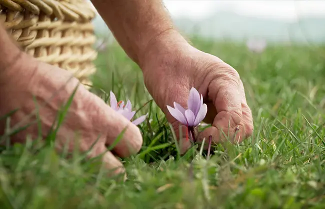 Vidéo Résilience paysanne